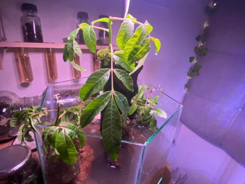 Baksteen Terries - Terrariums