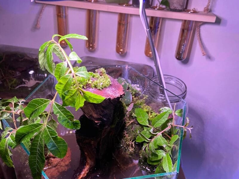 Baksteen Terries - Terrariums