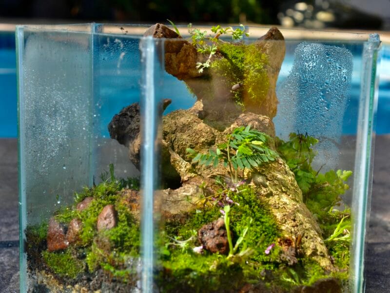Baksteen Terries - Terrariums