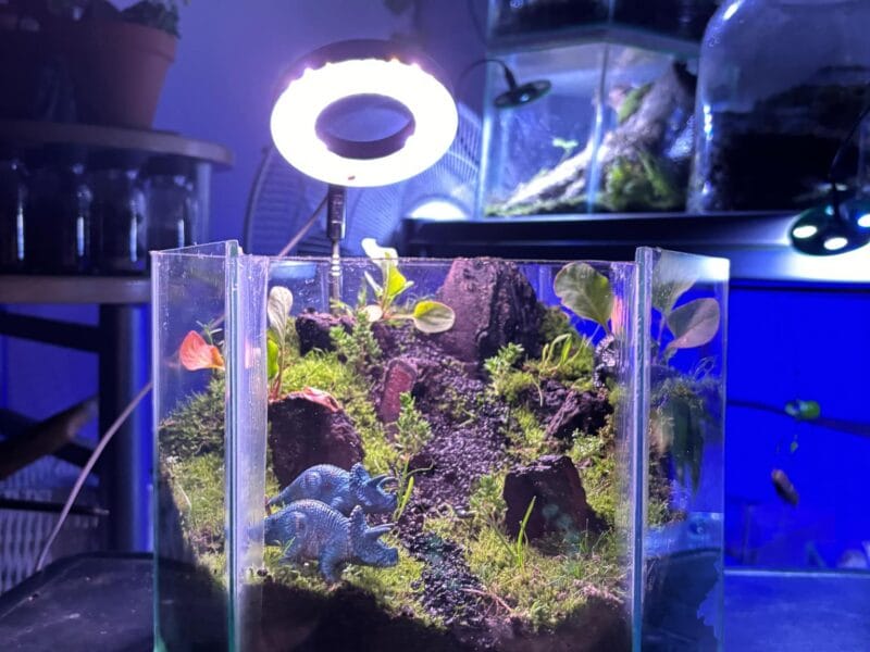 Baksteen Terries - Terrariums